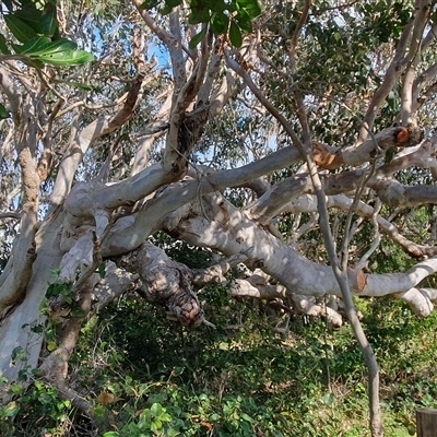 Eucalyptus tereticornis at Diggers Camp, NSW - 14 Nov 2024 by Topwood