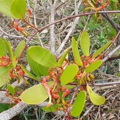 Unidentified Climber or Mistletoe at Diggers Camp, NSW - 14 Nov 2024 by Topwood