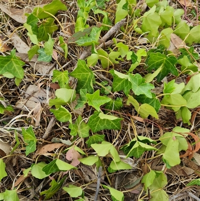 Hedera helix (Ivy) at Kaleen, ACT - 14 Nov 2024 by WalkYonder