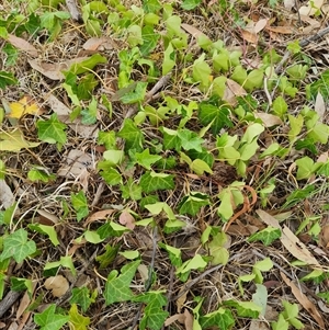 Hedera helix at Kaleen, ACT - 15 Nov 2024