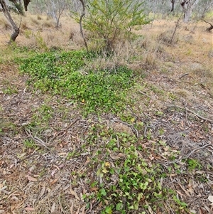 Hedera helix at Kaleen, ACT - 15 Nov 2024