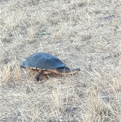 Chelodina longicollis at Dickson, ACT - suppressed