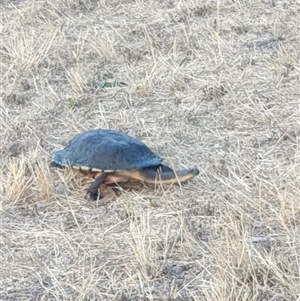 Chelodina longicollis at Dickson, ACT - suppressed