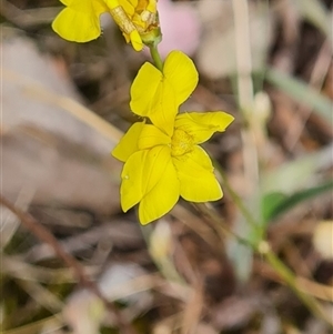 Goodenia pinnatifida at Kaleen, ACT - 15 Nov 2024 10:58 AM