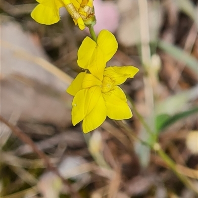 Goodenia pinnatifida (Scrambled Eggs) at Kaleen, ACT - 14 Nov 2024 by WalkYonder