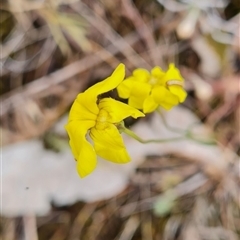 Goodenia pinnatifida at Kaleen, ACT - 15 Nov 2024 10:58 AM