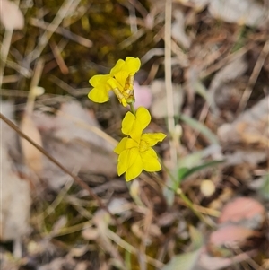 Goodenia pinnatifida at Kaleen, ACT - 15 Nov 2024 10:58 AM