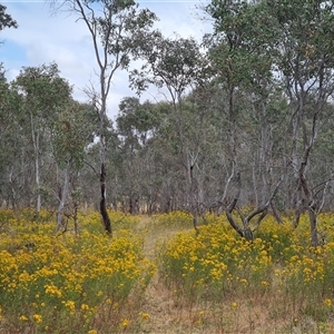 Hypericum perforatum at Kaleen, ACT - 15 Nov 2024