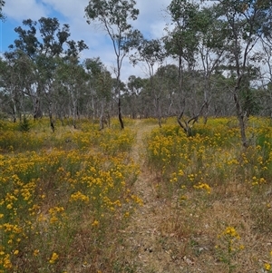 Hypericum perforatum at Kaleen, ACT - 15 Nov 2024