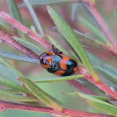 Aporocera (Aporocera) parenthetica (Leaf beetle) at Bungendore, NSW - 15 Nov 2024 by clarehoneydove