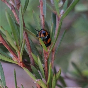 Aporocera (Aporocera) parenthetica at Bungendore, NSW - suppressed