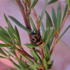 Aporocera (Aporocera) parenthetica at Bungendore, NSW - suppressed