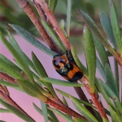 Aporocera (Aporocera) parenthetica at Bungendore, NSW - suppressed