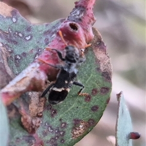 Trogodendron fasciculatum at Bungendore, NSW - suppressed