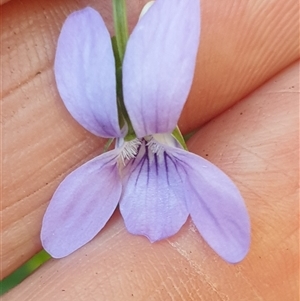 Viola riviniana at Ainslie, ACT - 15 Nov 2024