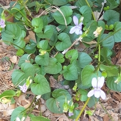 Viola riviniana at Ainslie, ACT - 15 Nov 2024