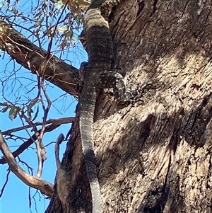 Varanus varius at Berrimal, VIC - suppressed