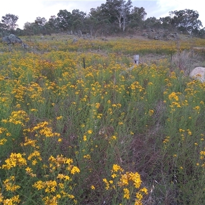 Hypericum perforatum (St John's Wort) at Tharwa, ACT - 15 Nov 2024 by MichaelBedingfield