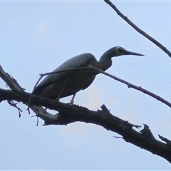 Egretta novaehollandiae (White-faced Heron) at Bungendore, NSW - 15 Nov 2024 by clarehoneydove