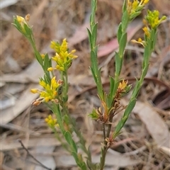 Pimelea curviflora (Curved Rice-flower) at Kaleen, ACT - 15 Nov 2024 by WalkYonder