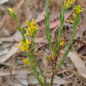 Pimelea curviflora at Kaleen, ACT - 15 Nov 2024 10:49 AM