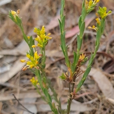 Pimelea curviflora (Curved Rice-flower) at Kaleen, ACT - 15 Nov 2024 by WalkYonder