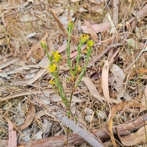 Pimelea curviflora at Kaleen, ACT - 15 Nov 2024 10:49 AM
