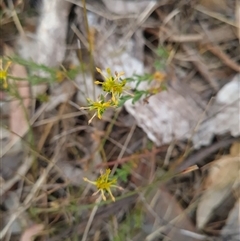 Pimelea curviflora at Kaleen, ACT - 15 Nov 2024 10:49 AM