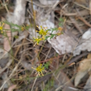 Pimelea curviflora at Kaleen, ACT - 15 Nov 2024 10:49 AM