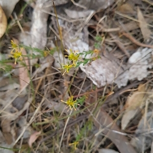 Pimelea curviflora at Kaleen, ACT - 15 Nov 2024 10:49 AM