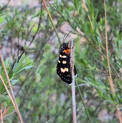 Phalaenoides tristifica (Willow-herb Day-moth) at Bungendore, NSW - 15 Nov 2024 by clarehoneydove