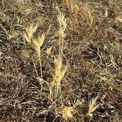 Rytidosperma sp. (Wallaby Grass) at Murrumbateman, NSW - 15 Nov 2024 by Batogal