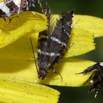 Glyphipterix platydisema (A Gem moth (Gliphypterigidae)) at Yarralumla, ACT - 5 Nov 2024 by TimL