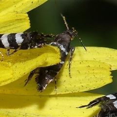 Glyphipterix platydisema at Yarralumla, ACT - 5 Nov 2024