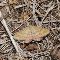 Scopula rubraria (Reddish Wave, Plantain Moth) at Yarralumla, ACT - 15 Nov 2024 by TimL