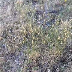 Anthoxanthum odoratum (Sweet Vernal Grass) at Watson, ACT - 15 Nov 2024 by waltraud