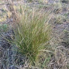 Nassella trichotoma (Serrated Tussock) at Watson, ACT - 15 Nov 2024 by waltraud