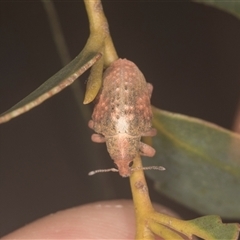 Gonipterus scutellatus (Eucalyptus snout beetle, gum tree weevil) at Higgins, ACT - 15 Nov 2024 by AlisonMilton