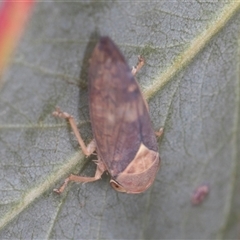 Brunotartessus fulvus (Yellow-headed Leafhopper) at Higgins, ACT - 15 Nov 2024 by AlisonMilton