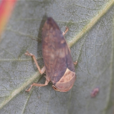 Brunotartessus fulvus (Yellow-headed Leafhopper) at Higgins, ACT - 14 Nov 2024 by AlisonMilton