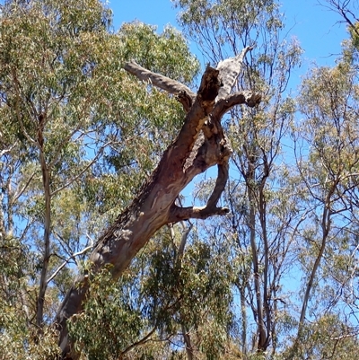 Eucalyptus sp. (A Gum Tree) at Maude, NSW - 22 Nov 2021 by MB