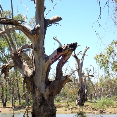 Eucalyptus (genus) (A Gum Tree) at Maude, NSW - 22 Nov 2021 by MB