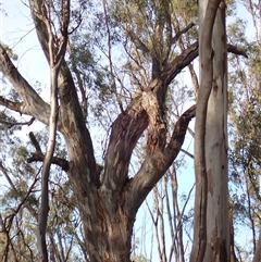 Eucalyptus sp. (A Gum Tree) at Waugorah, NSW - 25 Nov 2021 by MB