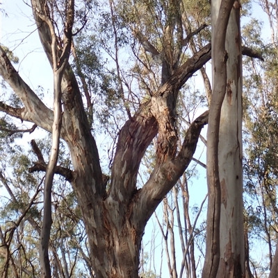 Eucalyptus (genus) (A Gum Tree) at Waugorah, NSW - 26 Nov 2021 by MB