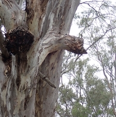 Eucalyptus sp. (A Gum Tree) at Waugorah, NSW - 24 Nov 2021 by MB