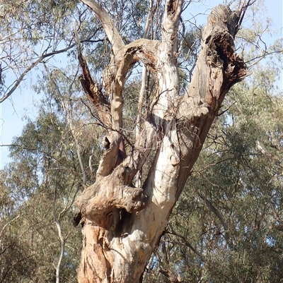 Eucalyptus sp. (A Gum Tree) at Waugorah, NSW - 25 Nov 2021 by MB