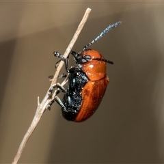 Aporocera (Aporocera) haematodes (A case bearing leaf beetle) at Lawson, ACT - 11 Nov 2024 by AlisonMilton