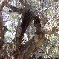 Eucalyptus (genus) (A Gum Tree) at Balranald, NSW - 26 Nov 2021 by MB