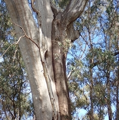 Eucalyptus sp. (A Gum Tree) at Waugorah, NSW - 25 Nov 2021 by MB