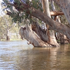 Eucalyptus sp. (A Gum Tree) at Waugorah, NSW - 25 Nov 2021 by MB